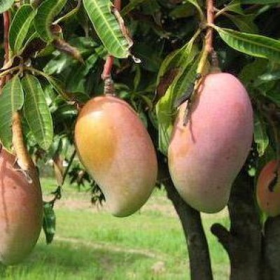Mango Payari Fruit Plant - Mangifera Indica, Amba, Aam